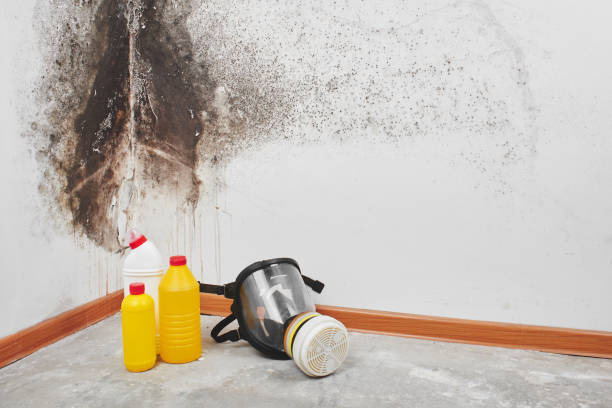 Best Professional Mold Removal  in Waycross, GA