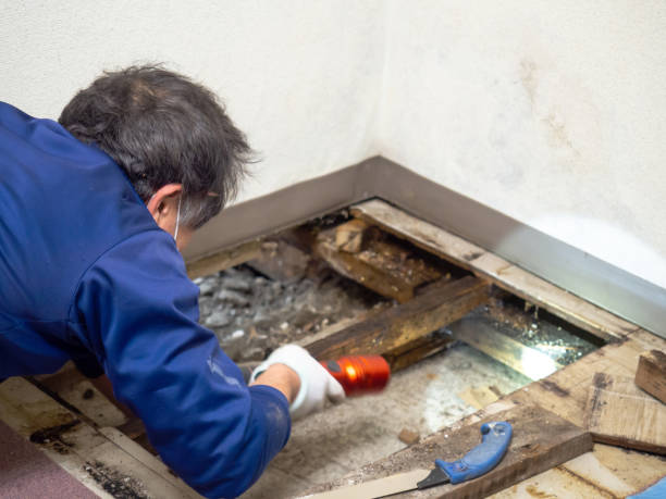 Best Home Mold Removal  in Waycross, GA