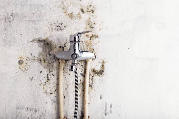 Best Certified Mold Removal  in Waycross, GA