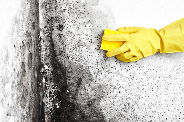 Best Fast Mold Removal  in Waycross, GA