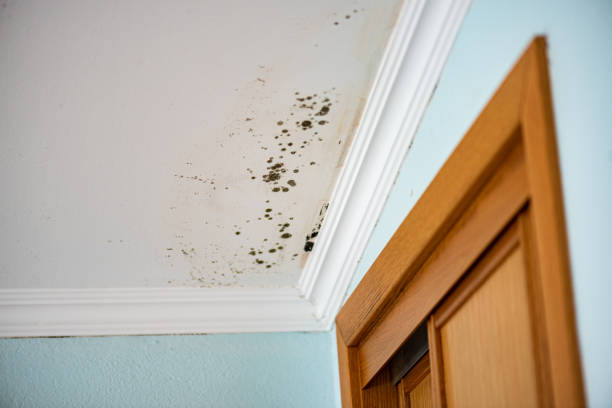 Best Residential Mold Removal  in Waycross, GA