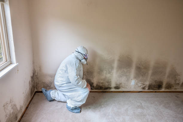 Best Best Mold Removal Companies  in Waycross, GA